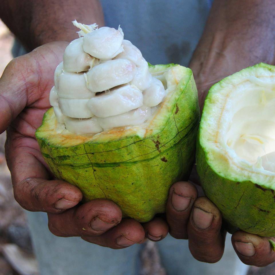 cacao fruit