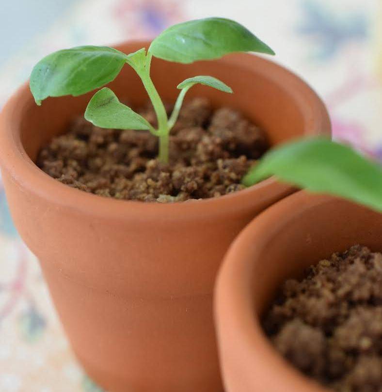plant