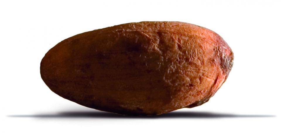 Ghana beans