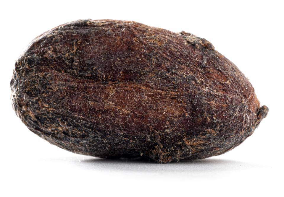 Mexico bean