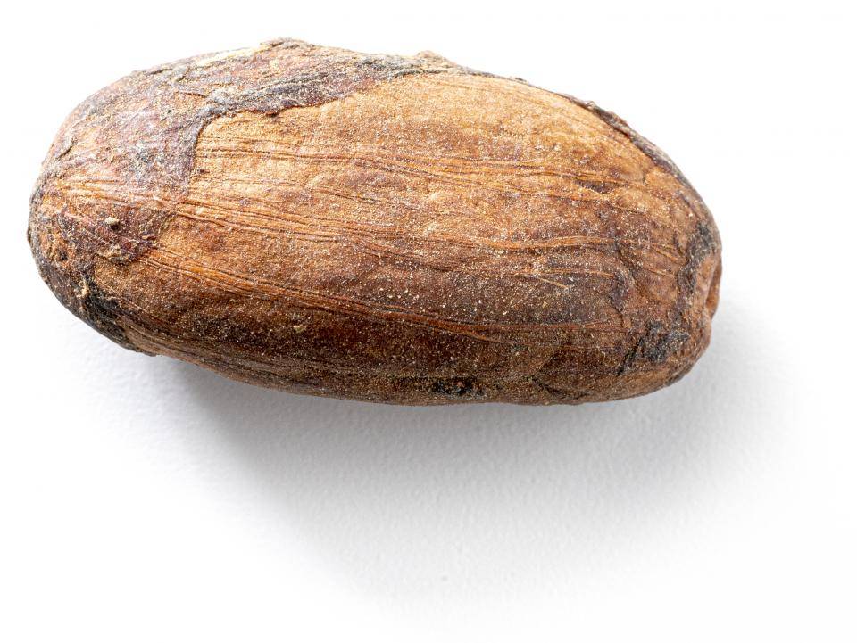 Tanzania bean