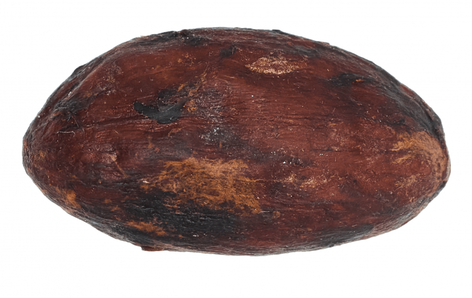 Ecuador bean