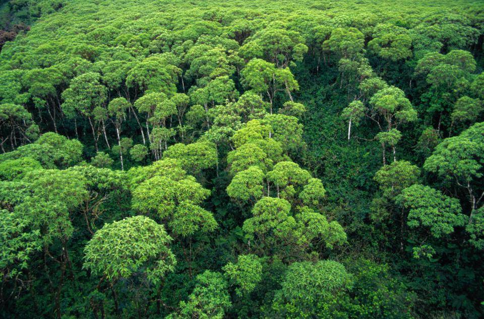 forest in Ecuador