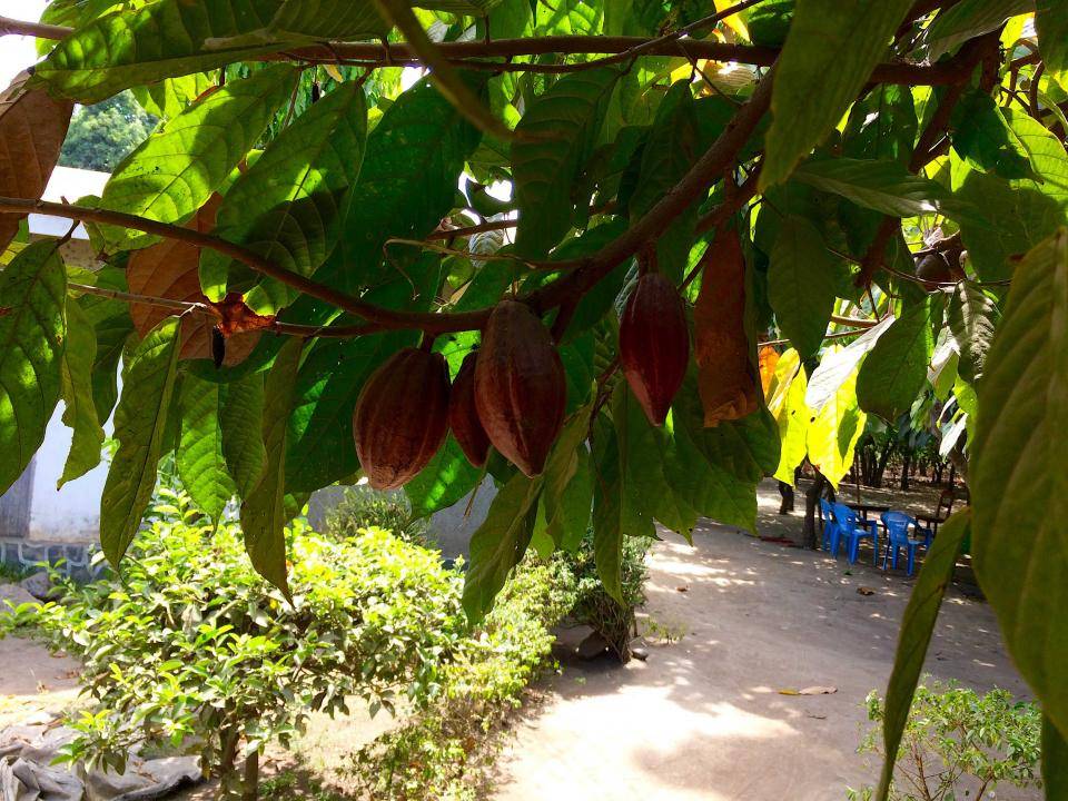 Cocoa in Tanzania Cocoa in Tanzania