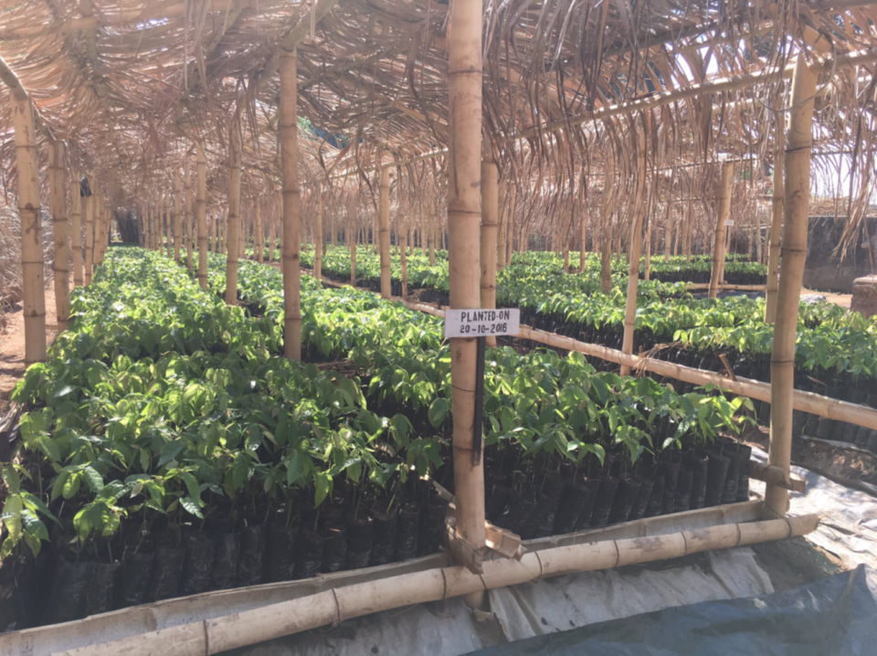The cocoa nursery. Photo: Victor Griffiths