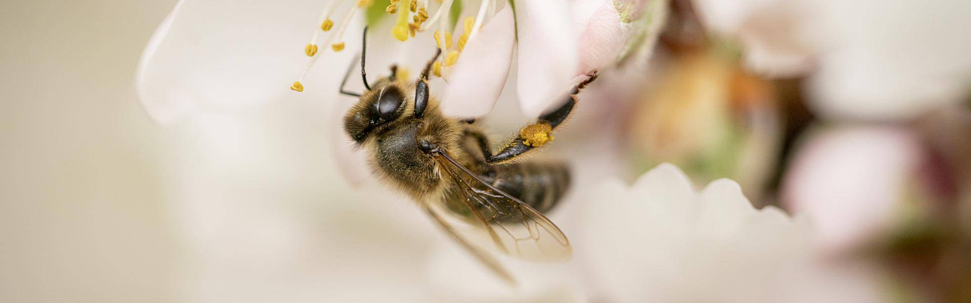 bee almond flower