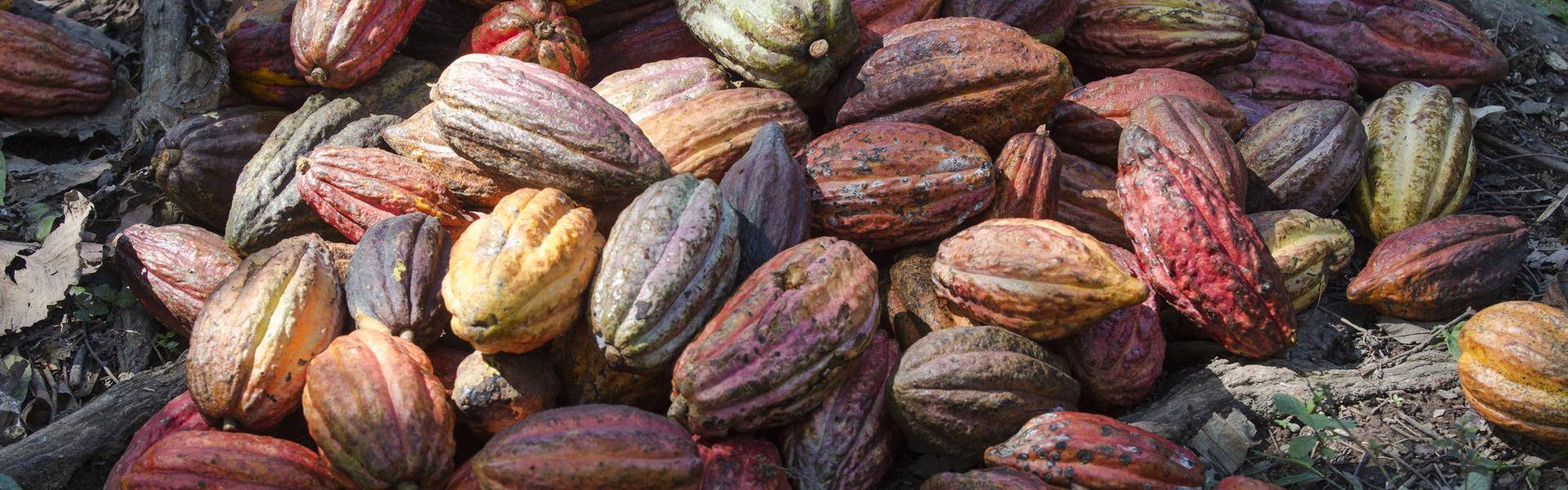 cocoa pods madagascar