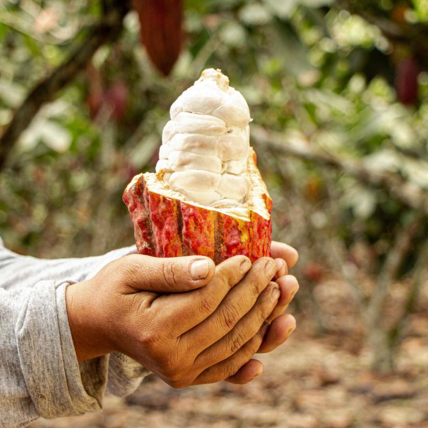 cocoa pod in Peru plantation