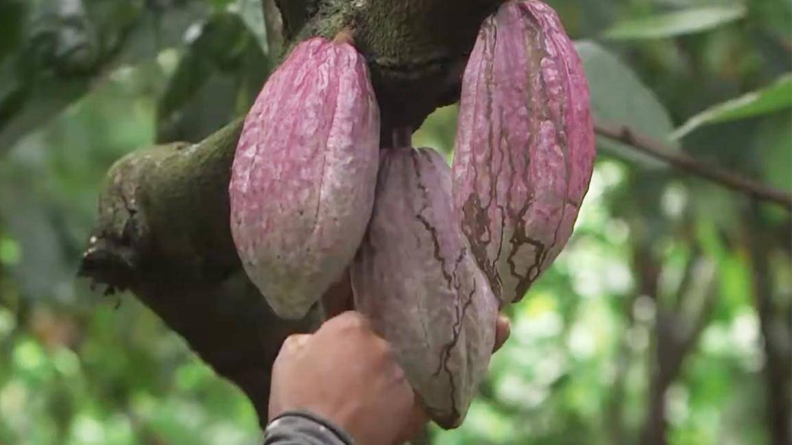 La collezione dei Cioccolati RaRi