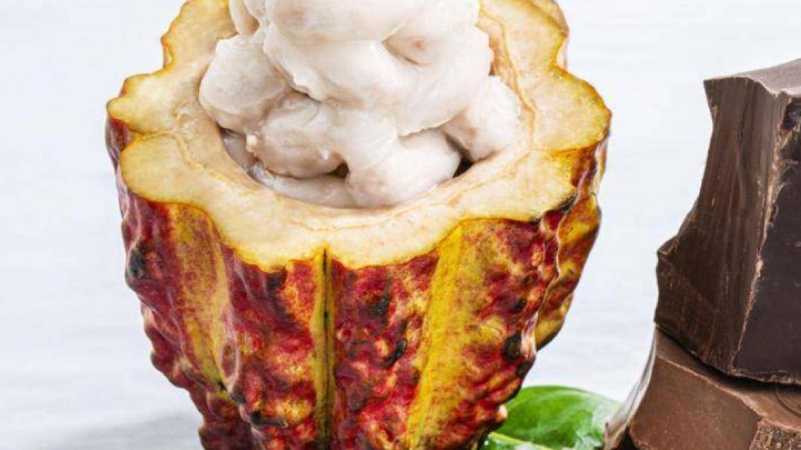 Episode 13 - Le voyage du cacao