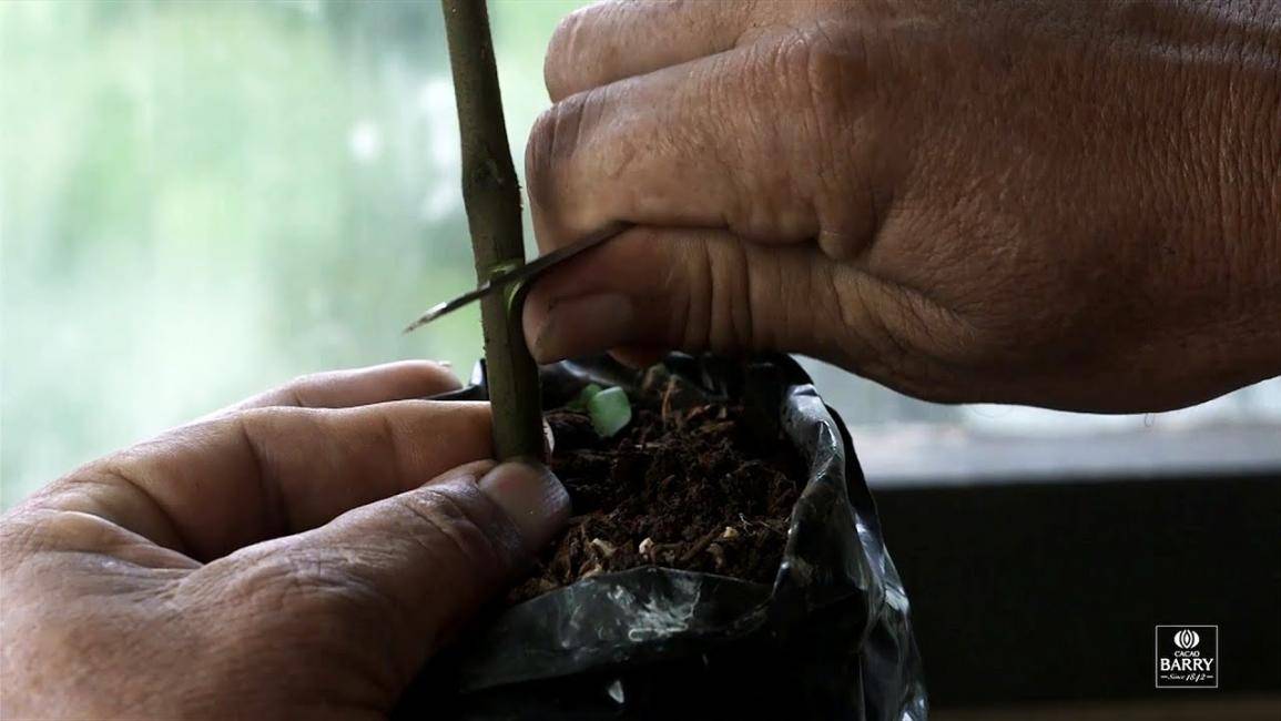 Episode 6 - Cocoa cultivation