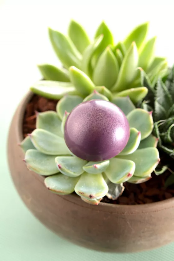 Violette by Vincent Vallée, Lab Supervisor at Pâtisserie Bamas and World Chocolate Masters 2015 winner