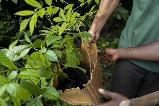 Forest Restoration