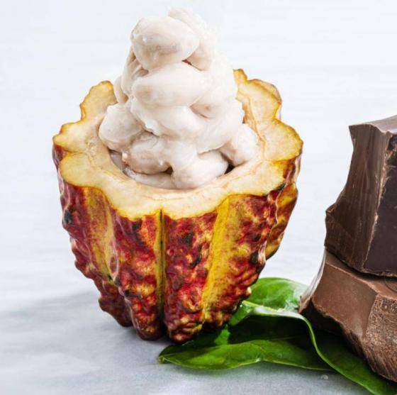 Episode 13 - The journey of cacao